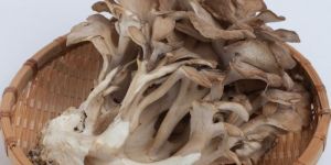 Maitake Mushroom