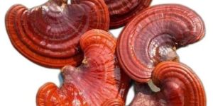 Reishi Mushroom