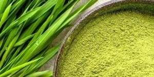 Natural Wheat Grass Powder
