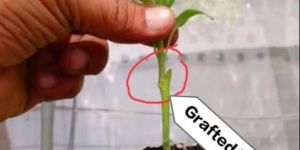 nursery grafted brinjal plant