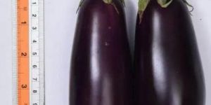 vnr 212 nursery grafted brinjal