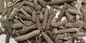 Long Pepper