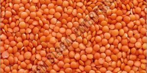 Red Lentil Pulses