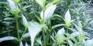 Swertia Chirata Plant