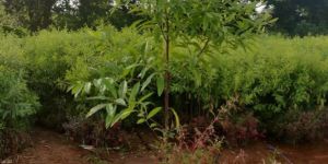 Well Watered Well Drained Santalum Album White Sandal Wood Plant