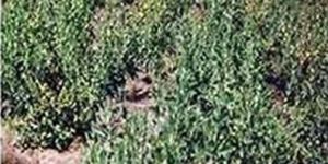 Withania Somnifera Plant