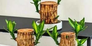 Wooden Brazilian Wood Plant