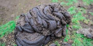 Natural Dried Desi Cow Dung