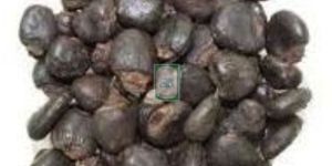 Semecarpus Anacardium