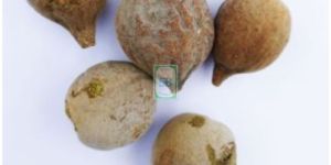 Terminalia Bellirica