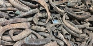 Natural Assamese Buffalo Horns