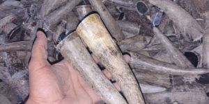 Premium Solid Ox Horn Tips