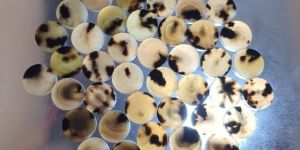 Round Ox Horn Button Blank