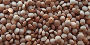 Sabut Moti Masoor Dal