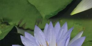 islam peace islamic books