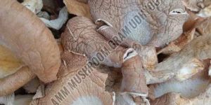 Pleurotus Ostreatus Blue Oyster Mushroom