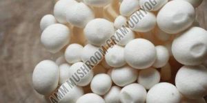 Fresh Button Mushroom