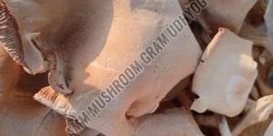 King Oyster Mushroom