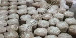 Organic Florida Mushroom