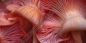 Pink Oyster Mushroom