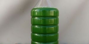 Spirulina Wet Culture