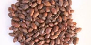 Natural Rain Tree Seeds