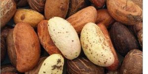 Bitter Kola Nuts