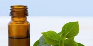 Pure Basil Oil