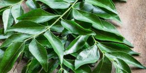 Fresh Curry Leaves