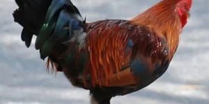 Live Country Chicken