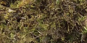 Green Dried Moss Grass