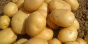 Fresh Brown Potato