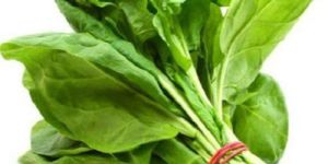 Fresh Green Spinach