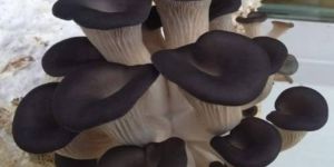 Black Oyster Mushroom Spawn