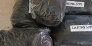 Button Mushroom Growing Kit