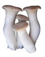 Fresh King Oyster Mushroom