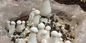 Fresh Milky Mushroom