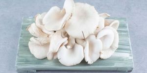 Fresh Oyster Mushroom