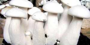 Milky Mushroom Spawn
