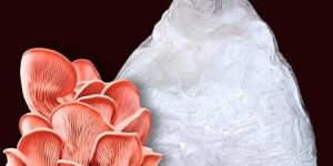 Pink Oyster Mushroom Spawn