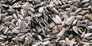 Sunflower Seeds