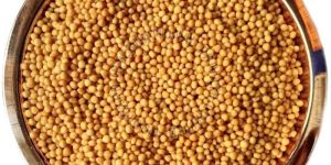 Yellow Mustard Seeds