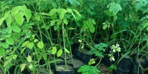 Moringa Plants