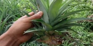 Queen Pineapple Plant