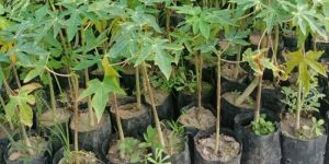 Red Lady Papaya Plants