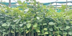 Red Sandalwood Plants