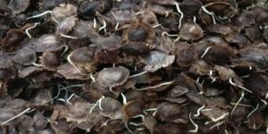 Red Sandalwood Seeds