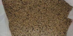 Rupai Bamboo Seeds