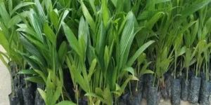 Sumangala Arecanut Plants