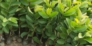 Thai Red Guava Plants